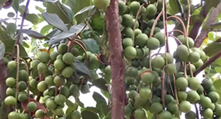 Tarım amaçlı insansız hava araçları Guangxi'ye uçarak Çinlilerin meyve toplamasına yardımcı oluyor!
