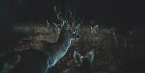 Avcılık